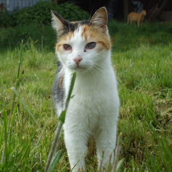 julie