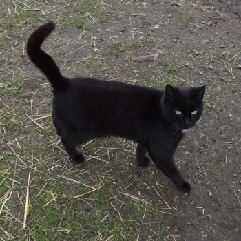 kaella