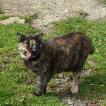 keria