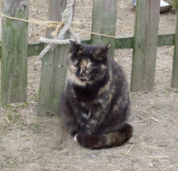 keria