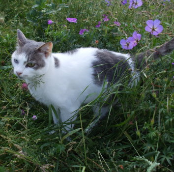 keyta