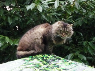 kiwi