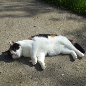 lili