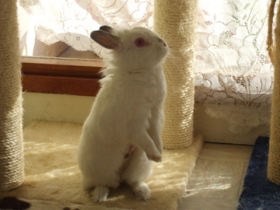 liloo