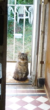 loulou