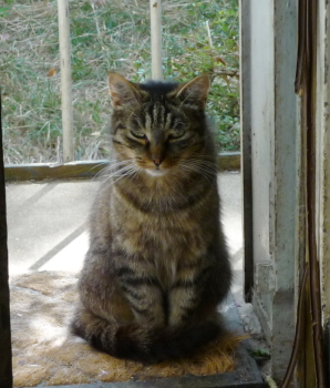loulou