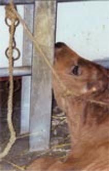 veau