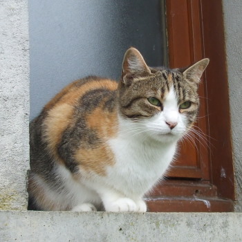 mimi