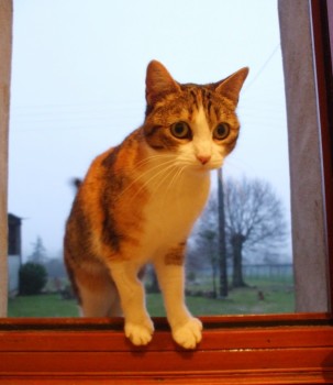 mimi