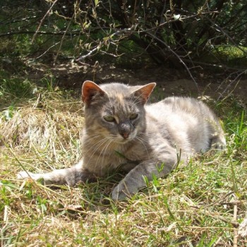 minette
