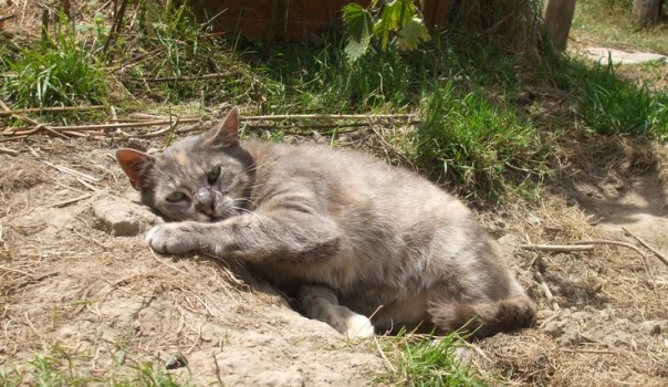 minette
