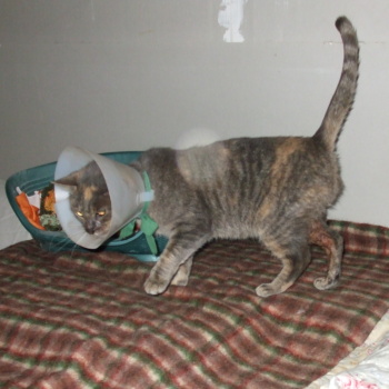 minette