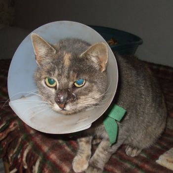 minette