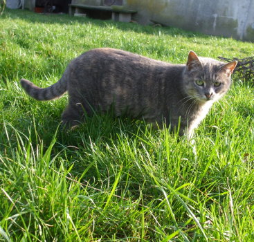 minette