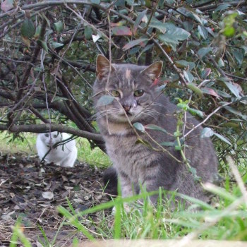 minette