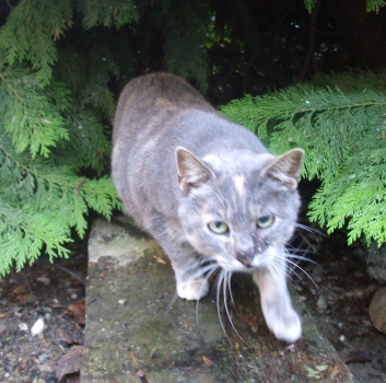 minette