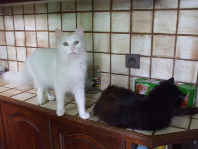 moumoune