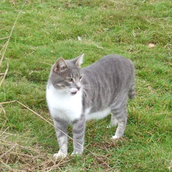 mysti