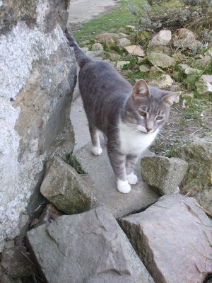 mysti