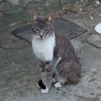mysti
