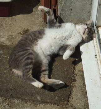 mysti
