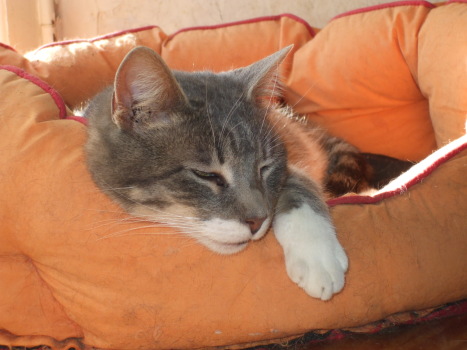mysti