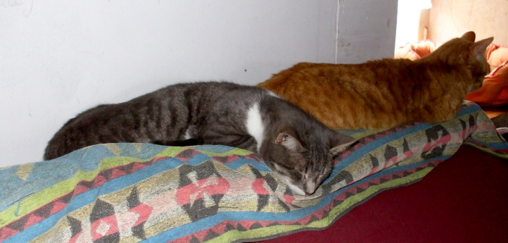 mysti