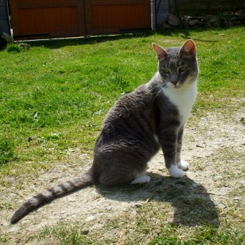 mysti