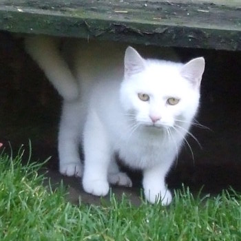 neige