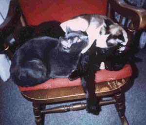 Trois chats sur un rocking chair