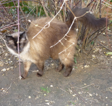 coonnie
