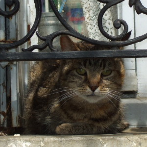 teterousse