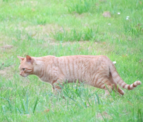 roux