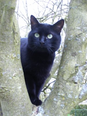 Reglisse