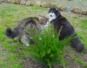 Romeo et Fanny