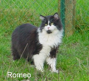 Romeo
