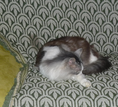 ronchon