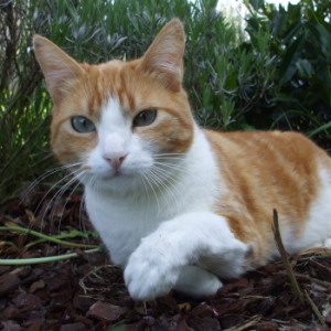 roux