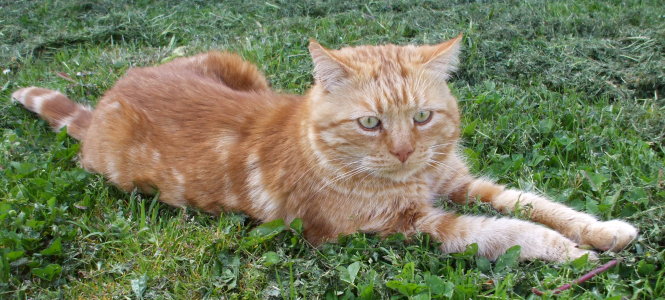 roux