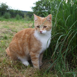 roux