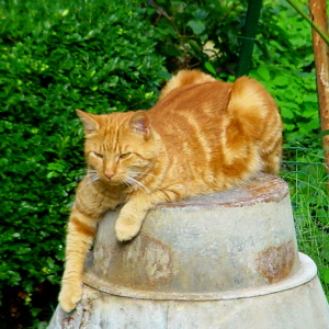 roux