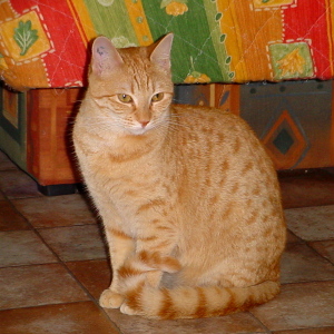 roux