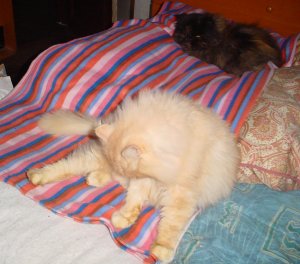 Shadow et Fifille