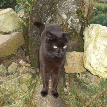 shiva