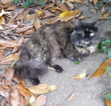 siane