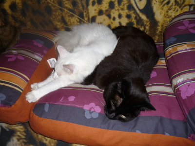 simbabag