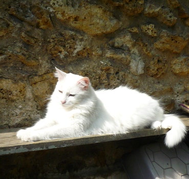 sissi
