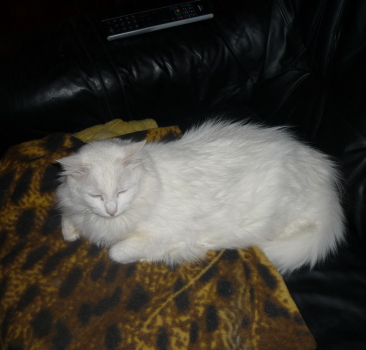 sissi