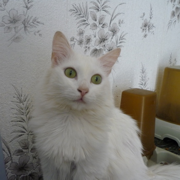 sissi