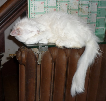 sissi